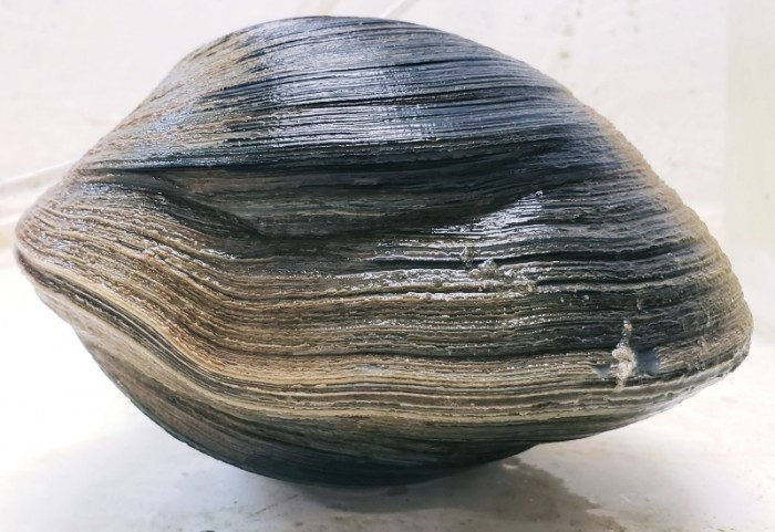 214-year-old clam found…same age as Lincoln