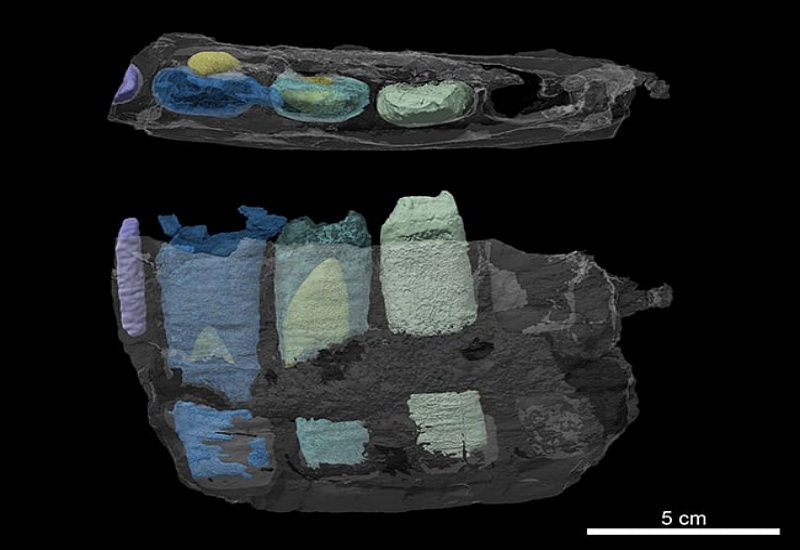 Rare Discovery: Tyrannosaurus Jaw Fossil Unearthed in Japan – GCM Excavation